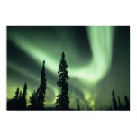 travel, effect, tree, central, north america,