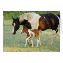 USA, Florida, Newborn Paint filly Greeting Cards
