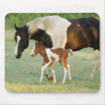 USA, Florida, Newborn Paint filly mousepads