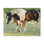 USA, Florida, Newborn Paint filly Postcards