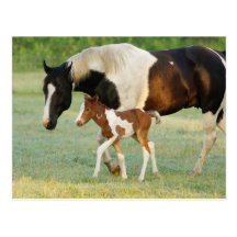 USA, Florida, Newborn Paint filly Postcards