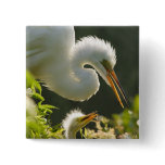 USA, Florida, St. Augustine, Alligator farm buttons