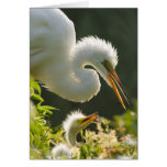 USA, Florida, St. Augustine, Alligator farm cards