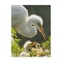 USA, Florida, St. Augustine, Alligator farm Post Card