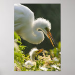 USA, Florida, St. Augustine, Alligator farm posters