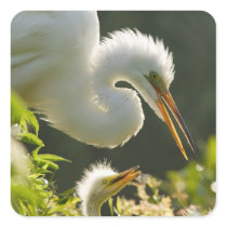 USA, Florida, St. Augustine, Alligator farm Stickers
