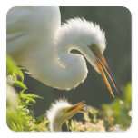 USA, Florida, St. Augustine, Alligator farm stickers