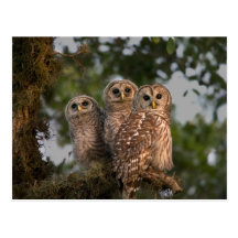 USA, Florida, Viera Wetlands. Three barred Post Cards