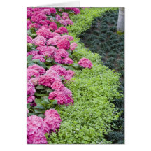 USA, Georgia, Pine Mountain. A boder of spring Card