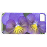 USA, Georgia, Pine Mountain. A closeup of pansy iPhone 5 Cases