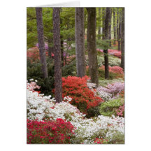 USA, Georgia, Pine Mountain. A forest of Greeting Cards