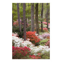 USA, Georgia, Pine Mountain. A forest of