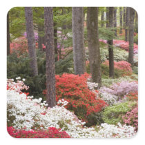 USA, Georgia, Pine Mountain. A forest of Sticker