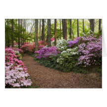 USA, Georgia, Pine Mountain. A pathway through Cards