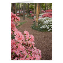 USA, Georgia, Pine Mountain. A pathway through Card