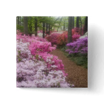 USA; Georgia; Pine Mountain. Azaleas at 2