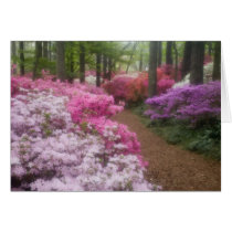 USA; Georgia; Pine Mountain. Azaleas at 2 Greeting Cards