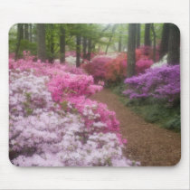 USA; Georgia; Pine Mountain. Azaleas at 2 Mouse Pads