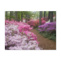 USA; Georgia; Pine Mountain. Azaleas at 2 Postcard