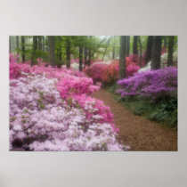 USA; Georgia; Pine Mountain. Azaleas at 2