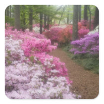 USA; Georgia; Pine Mountain. Azaleas at 2 Square Sticker