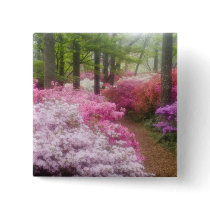 USA; Georgia; Pine Mountain. Azaleas at