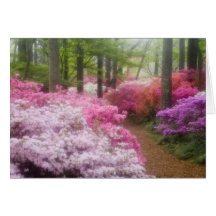 USA; Georgia; Pine Mountain. Azaleas at Greeting Card