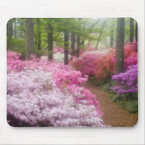 USA; Georgia; Pine Mountain. Azaleas at Mousepads