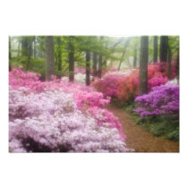 USA; Georgia; Pine Mountain. Azaleas at