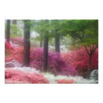 USA; Georgia; Pine mountain. Azaleas at