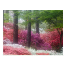 USA; Georgia; Pine mountain. Azaleas at Post Card