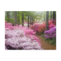 USA; Georgia; Pine Mountain. Azaleas at Postcards