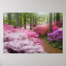 USA; Georgia; Pine Mountain. Azaleas at Posters
