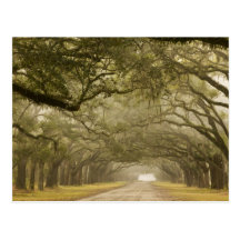 USA, Georgia, Savannah, An oak lined drive in Post Card