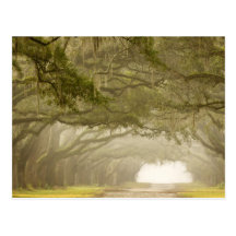 USA, Georgia, Savannah, An oak lined drive in Postcard