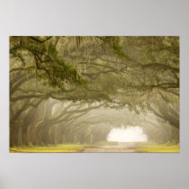 USA, Georgia, Savannah, An oak lined drive in
