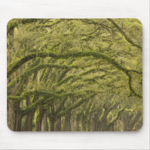 USA; Georgia; Savannah. Oak trees with Mouse Pads