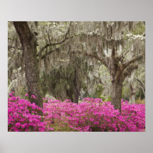 USA, Georgia, Savannah, Spring at Historic Posters