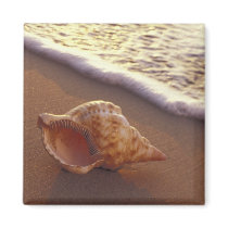 USA, Hawaii, Maui, Kihei, Evening light on Refrigerator Magnets