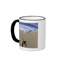 USA, Hawaii, Maui, Makena Beach, Starfish and Coffee Mugs