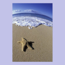 USA, Hawaii, Maui, Makena Beach, Starfish and posters
