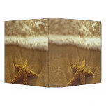 USA, Hawaii, Maui, Maui, Kihei, Starfish and binders