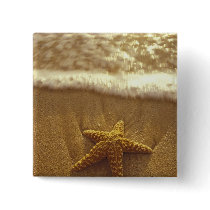 USA, Hawaii, Maui, Maui, Kihei, Starfish and Button