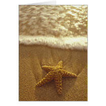 USA, Hawaii, Maui, Maui, Kihei, Starfish and Greeting Card