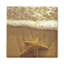 USA, Hawaii, Maui, Maui, Kihei, Starfish and Refrigerator Magnets