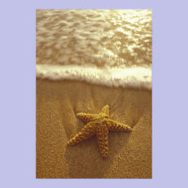 USA, Hawaii, Maui, Maui, Kihei, Starfish and posters