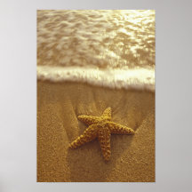 USA, Hawaii, Maui, Maui, Kihei, Starfish and Posters