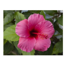 USA, Hawaii, Oahu. The Hibiscus is the 2 Post Cards