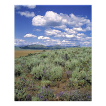 USA, Idaho, Camas Co. Sagebrush and lupine