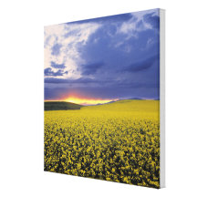 USA, Idaho, Swan Valley. A fiery sunset erupts Stretched Canvas Print